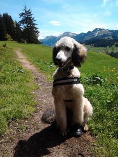 fachbeitrag_2012_hundkatzepferd_bild_1_rattenschwanz