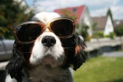 fachbeitrag_2013_nippers_bild_2_sonnenbrille