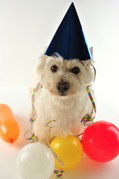 fachbeitrag_2011_hundkatzepferd_bild