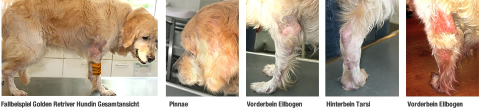 fachbeitrag_2012_hundkatzepferd_bild_2_verschiedene