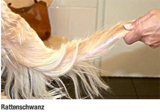 fachbeitrag_2012_hundkatzepferd_bild_1_rattenschwanz